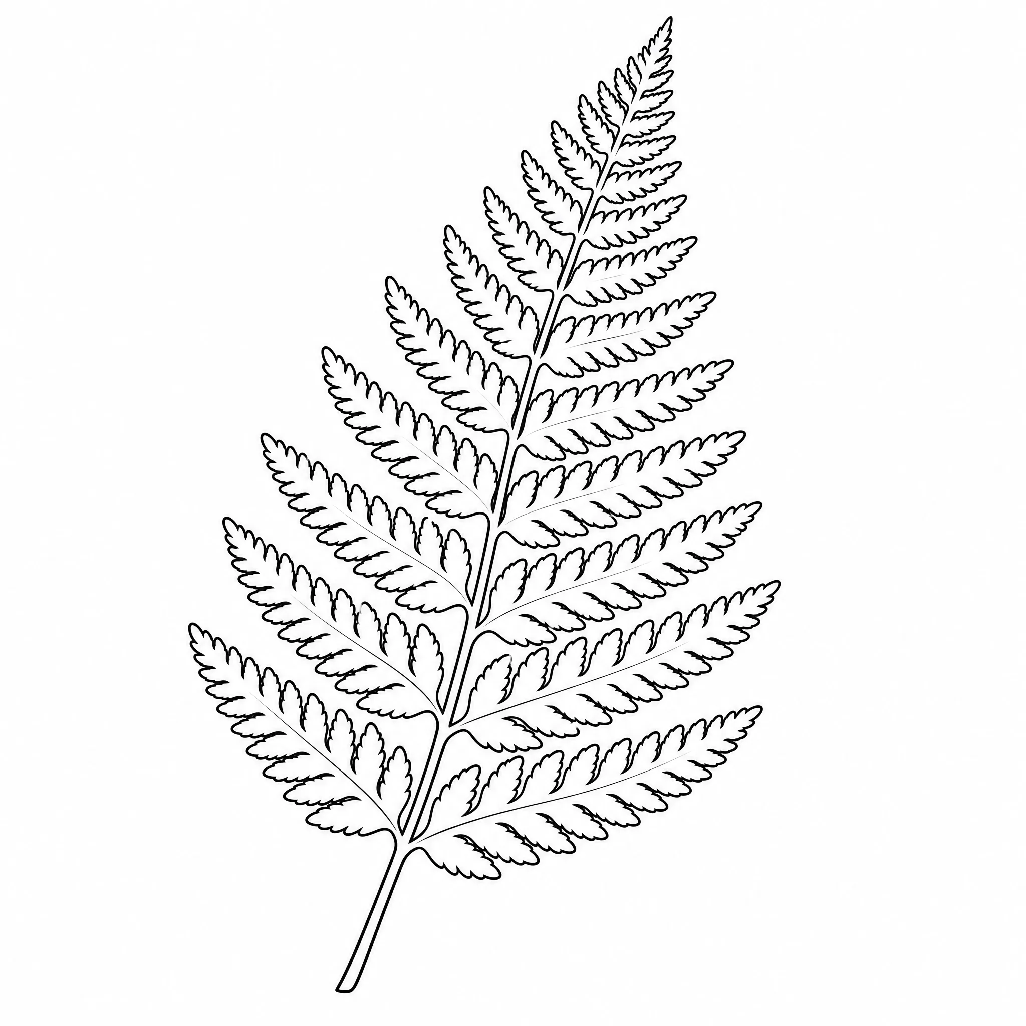 A botanical fern leaf line drawing with fine clean lines