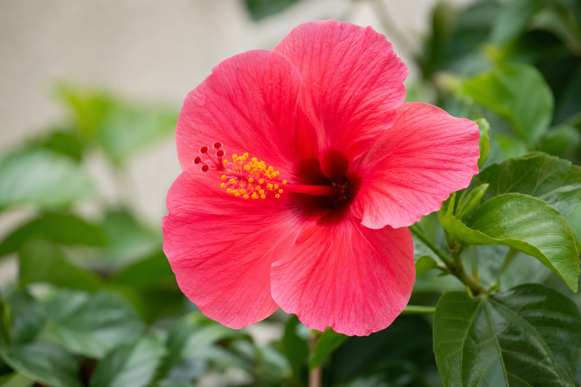 A color photo of a flower ready to convert to line art